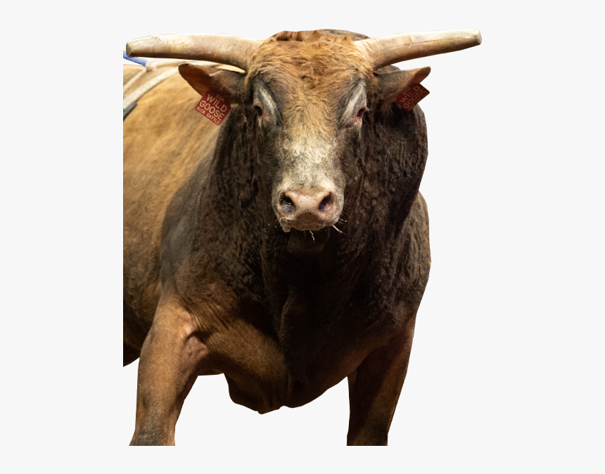 Wild Goose - Bull, HD Png Download, Free Download