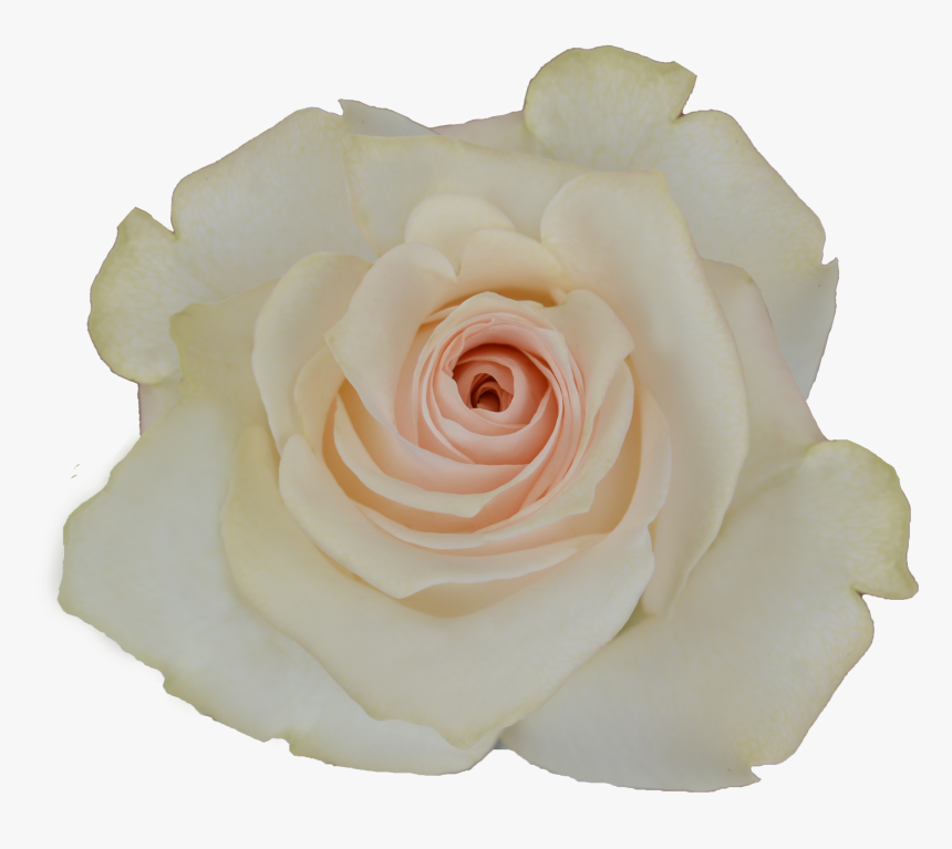 Garden Roses, HD Png Download, Free Download