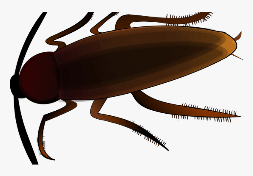 Cockroach Cartoon, HD Png Download, Free Download