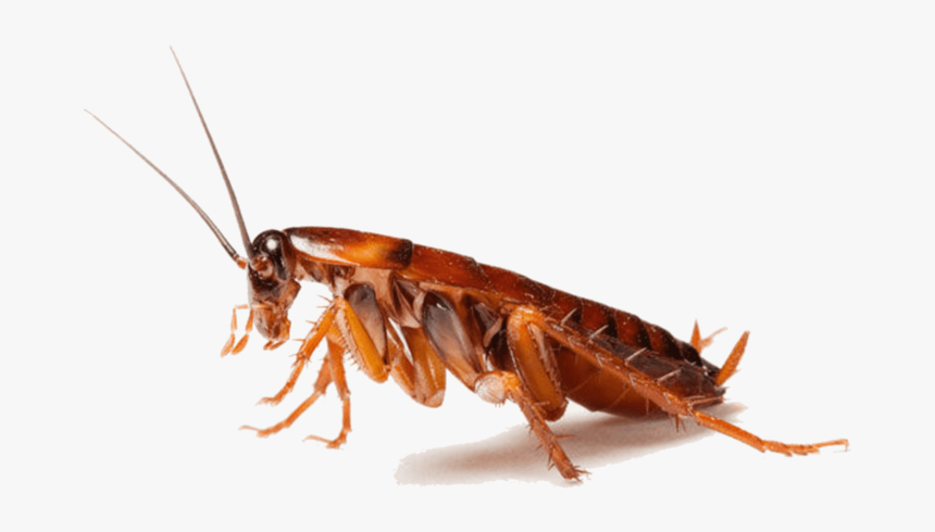 Cockroaches - Cockroach And Spider, HD Png Download, Free Download