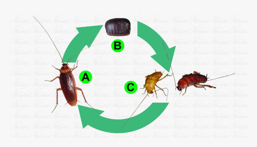 Cockroaches Png, Transparent Png, Free Download