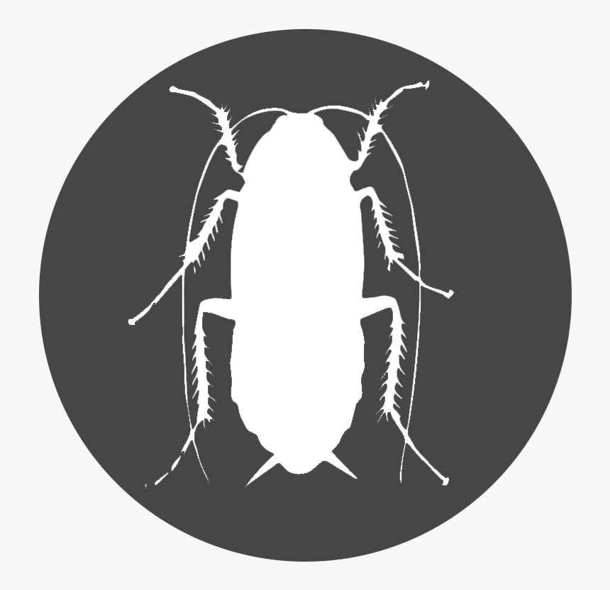 Cockroaches, HD Png Download, Free Download