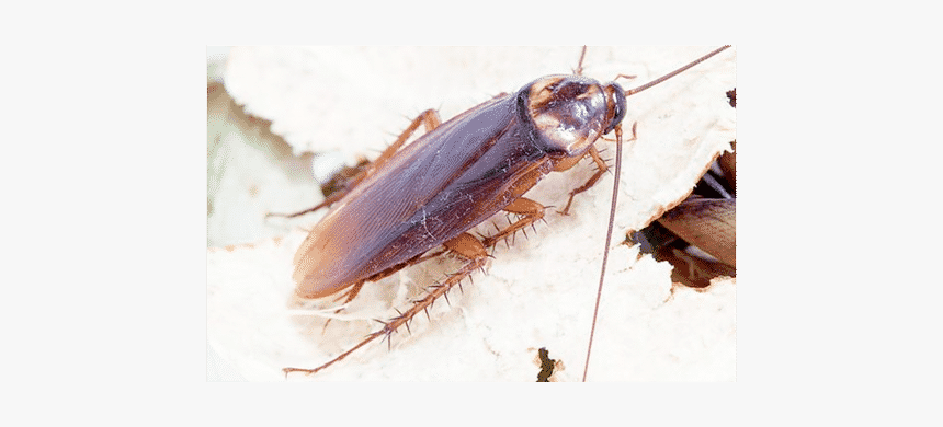 Layer - Cockroach, HD Png Download, Free Download