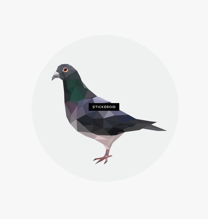 Stock Dove , Png Download, Transparent Png, Free Download