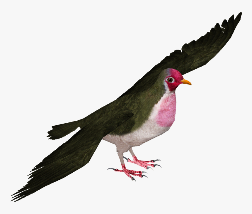 Jambu Fruit Dove - Bulbul, HD Png Download, Free Download