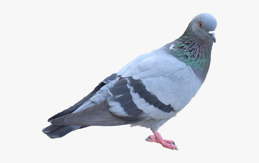 Bird Control Company - Pigeon, HD Png Download, Free Download