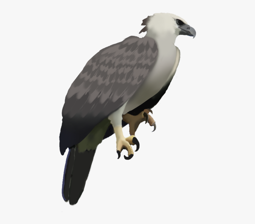 Happy Eagle Png - Harpy Eagle Transparent Background, Png Download, Free Download