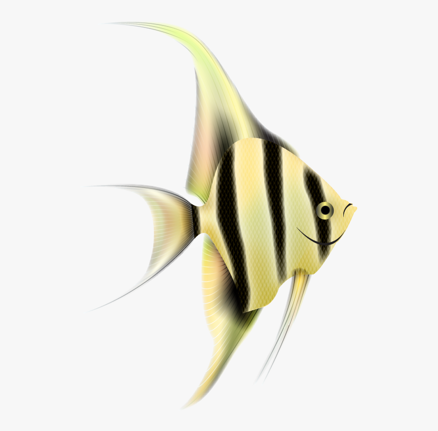 Angelfish Png Clipart - Angelfish Png, Transparent Png, Free Download