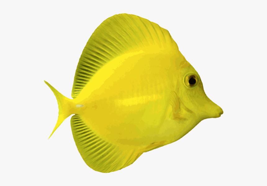 Angelfish Png Free Download - Transparent Background Fish Png, Png Download, Free Download