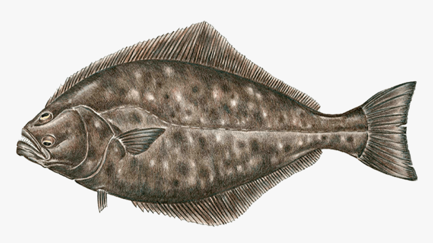 Halibut Transparent Background - Halibut Png, Png Download, Free Download