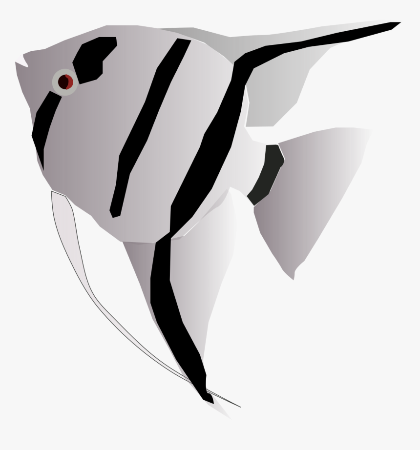 Freshwater Angelfish, HD Png Download, Free Download