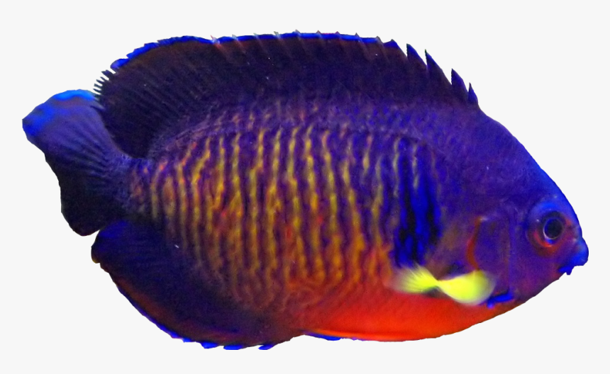 Coral Beauty Angelfish - Coral Reef Fish, HD Png Download, Free Download