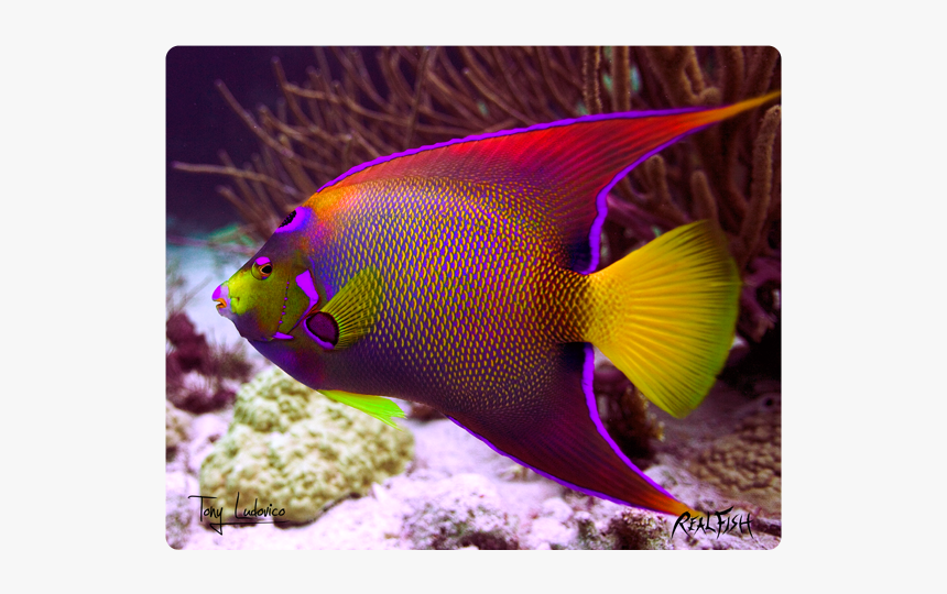 Coral Reef Fish, HD Png Download, Free Download