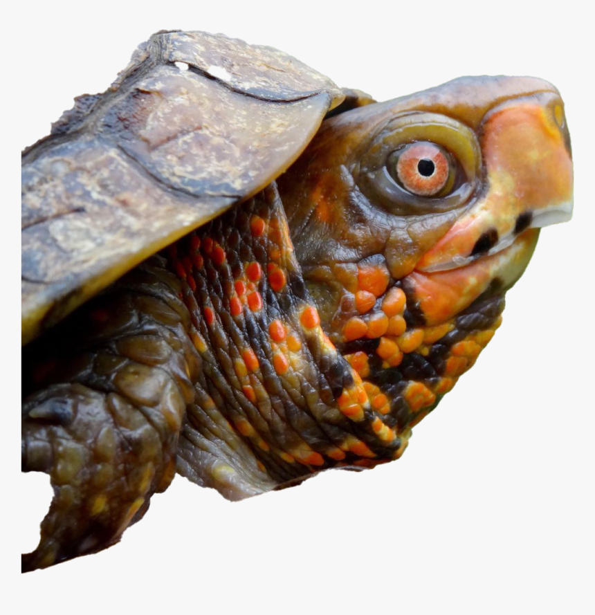 Turtle Poking Out Of Shell, HD Png Download, Free Download