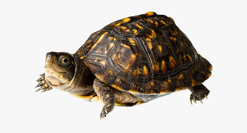 Turtle Png Picture - Eastern Box Turtle, Transparent Png, Free Download