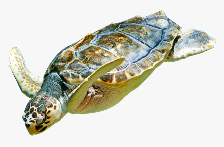 Hawksbill Sea Turtle, HD Png Download, Free Download