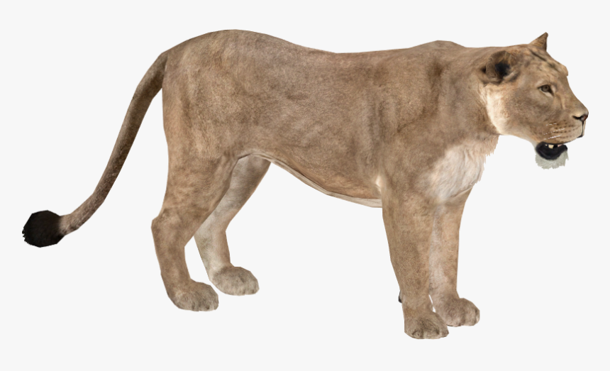 Masai Lion, HD Png Download, Free Download