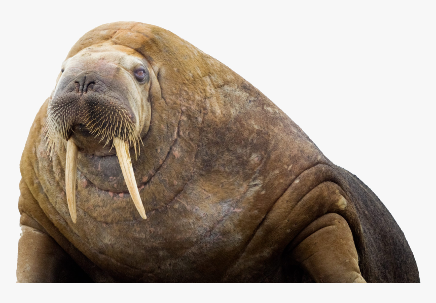 Walrus, HD Png Download, Free Download