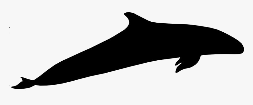 Whale Png Cartoon - Wholphin, Transparent Png, Free Download