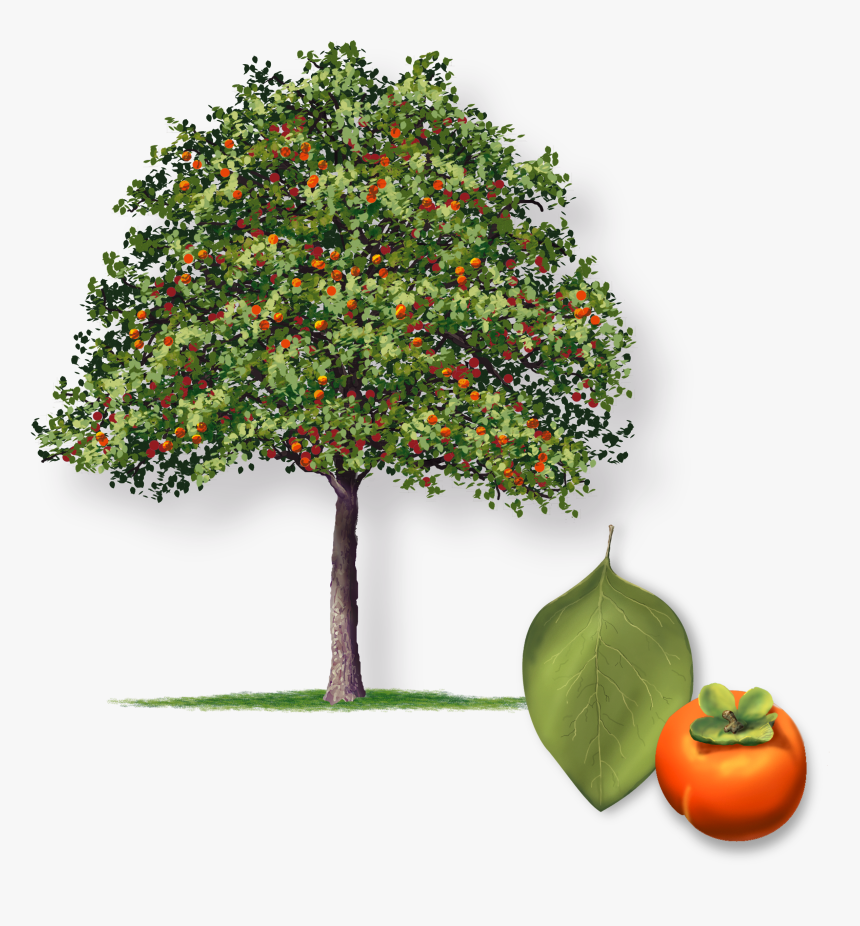 Sold Out Persimmon - Diospyros Kaki Tree, HD Png Download, Free Download