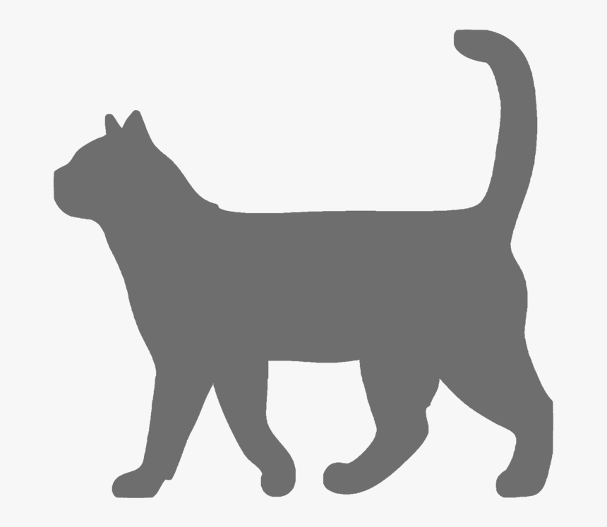 Graycat, HD Png Download, Free Download