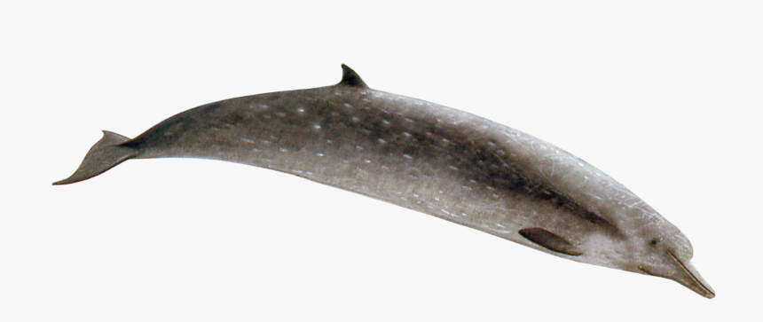 Longman's Beaked Whale, HD Png Download, Free Download