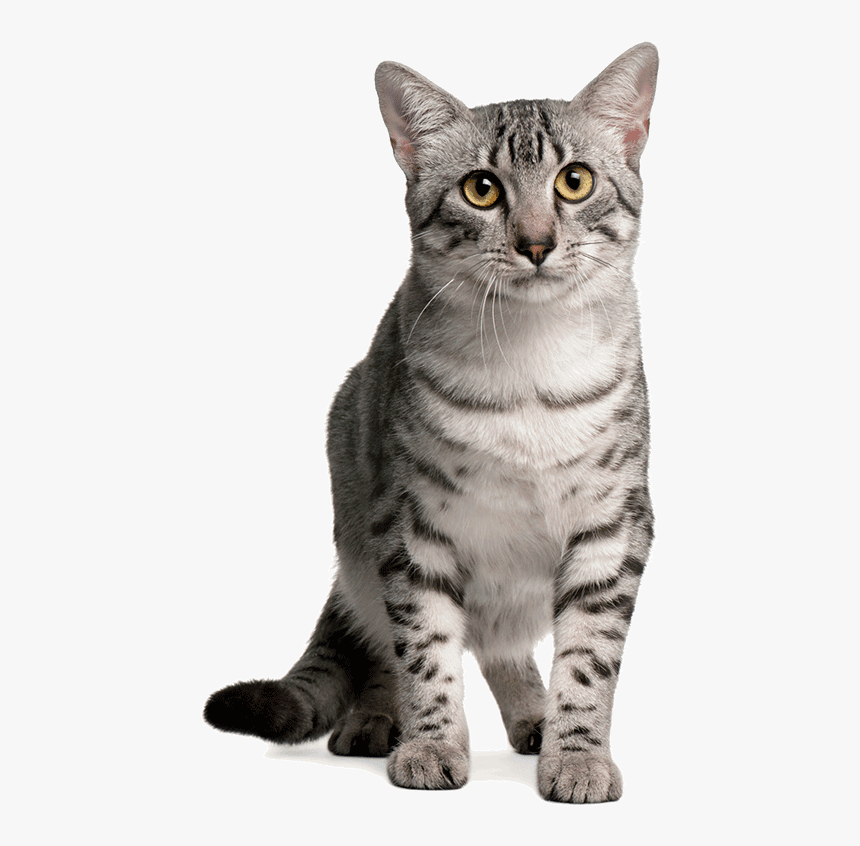 Grey Egyptian Mau Cat - Egyptian Mau Cat, HD Png Download, Free Download
