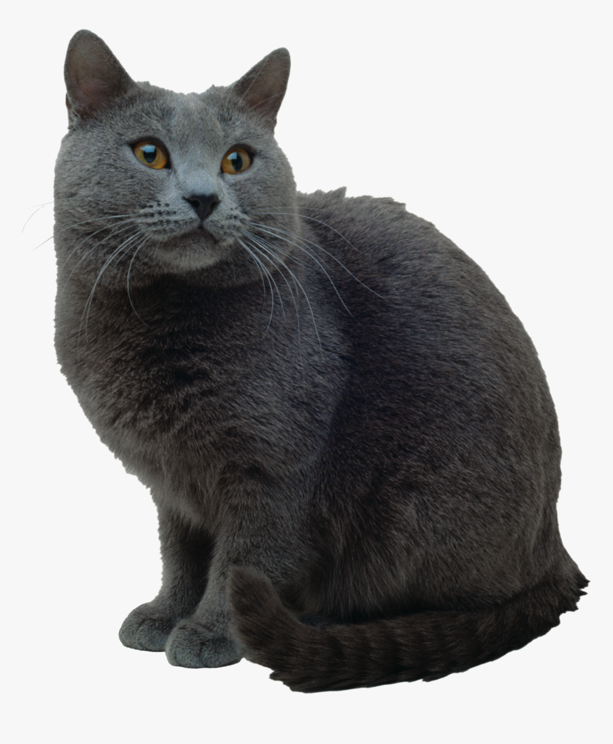 Cat Png - Russian Blue British Shorthair Breed, Transparent Png, Free Download