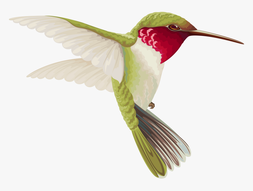 Hummingbird Clip Art - Transparent Background Hummingbird Clip Art, HD Png Download, Free Download