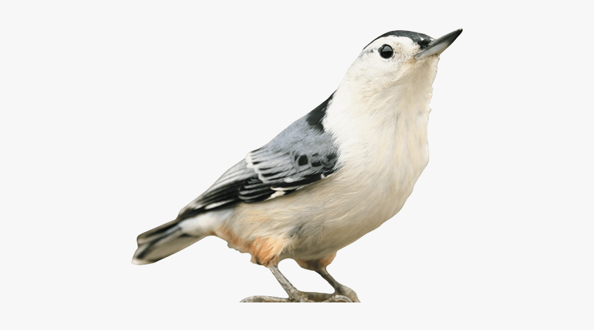 Wild Bird Identification - White Breasted Nuthatch, HD Png Download, Free Download