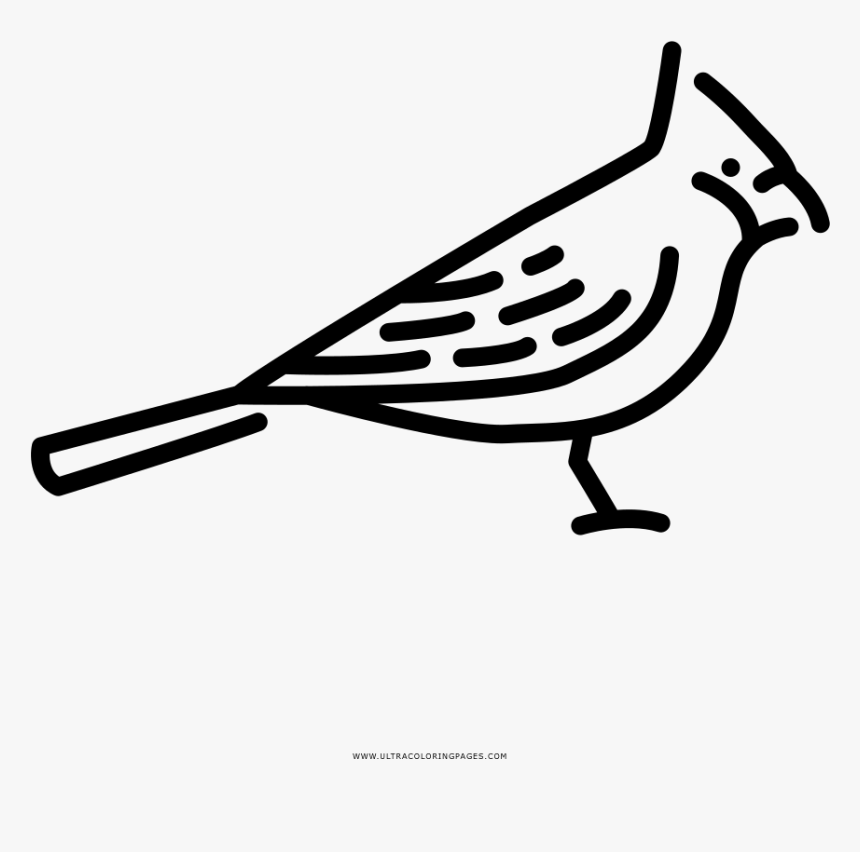 Cardinal Coloring Page - Perching Bird, HD Png Download, Free Download