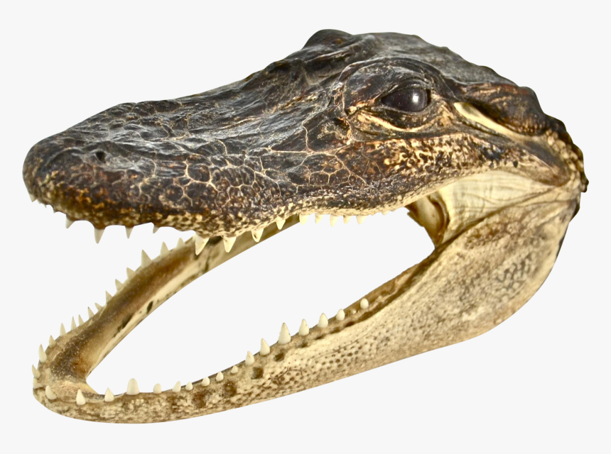 Transparent Dinosaur Head Png - Crocodile Head Png, Png Download, Free Download