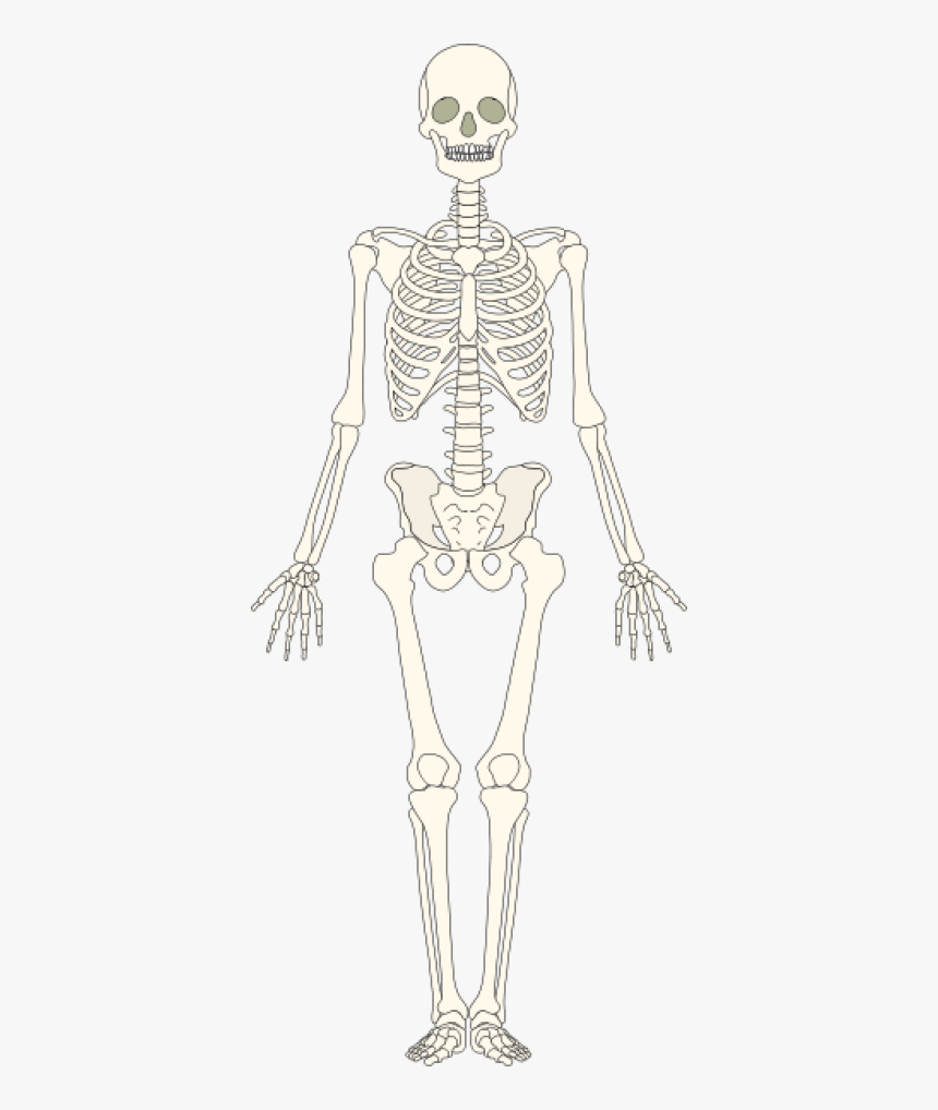 Transparent Fogos De Artificio Png - Skeletal System Png, Png Download, Free Download