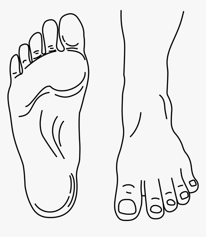 Toe Drawing Walking - Drawing, HD Png Download, Free Download