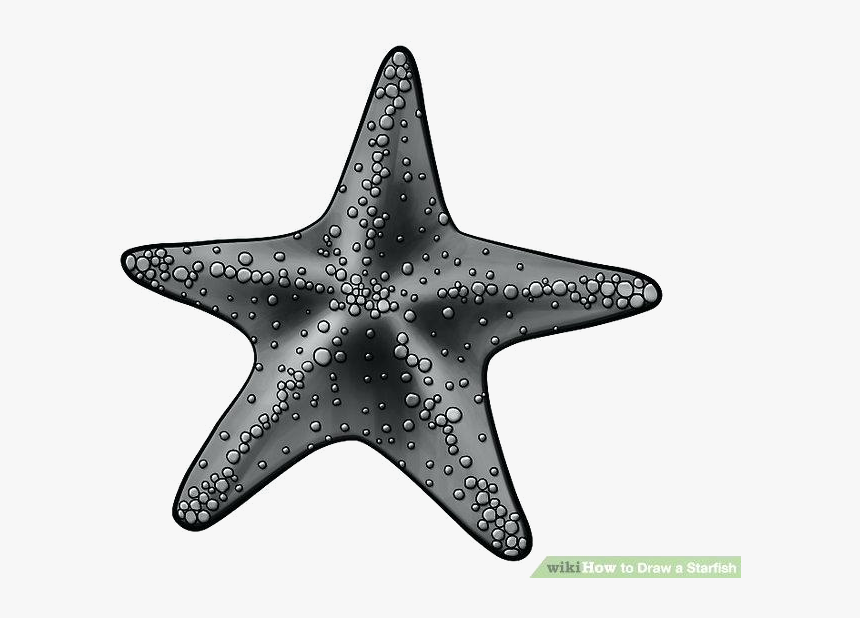 Starfish Drawings Image Titled Draw Step Clipart Transparent - Sea Star Sketch Cartoon, HD Png Download, Free Download