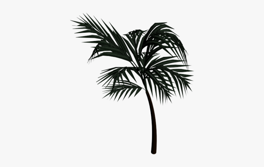Palm Tree 3ds Max Model - Palmyra Tree Line Drawing, HD Png Download, Free Download