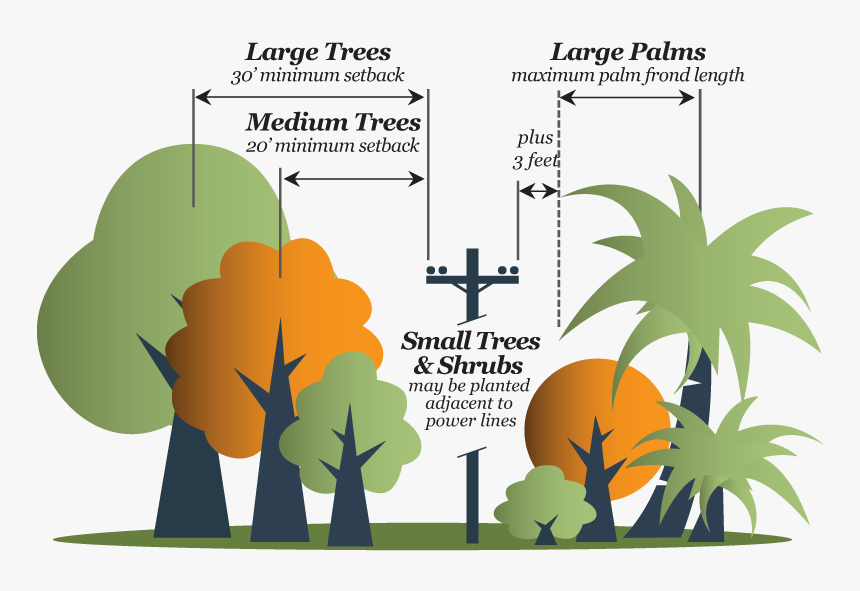 Tree Sizes - Illustration, HD Png Download, Free Download