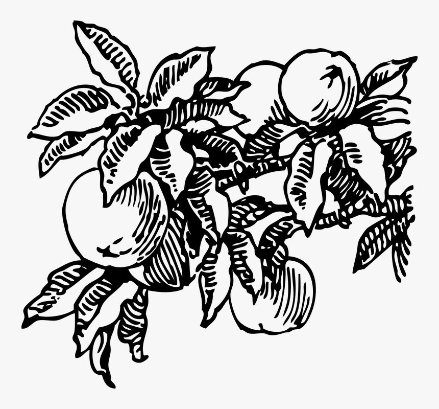 Fruit Tree Line Drawing, HD Png Download, Free Download