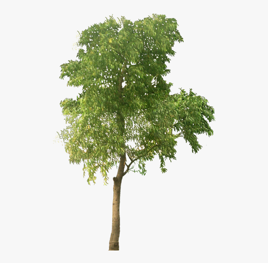 Acacia Tree Png -talisay Tree Png - Transparent Background Small Tree Png, Png Download, Free Download