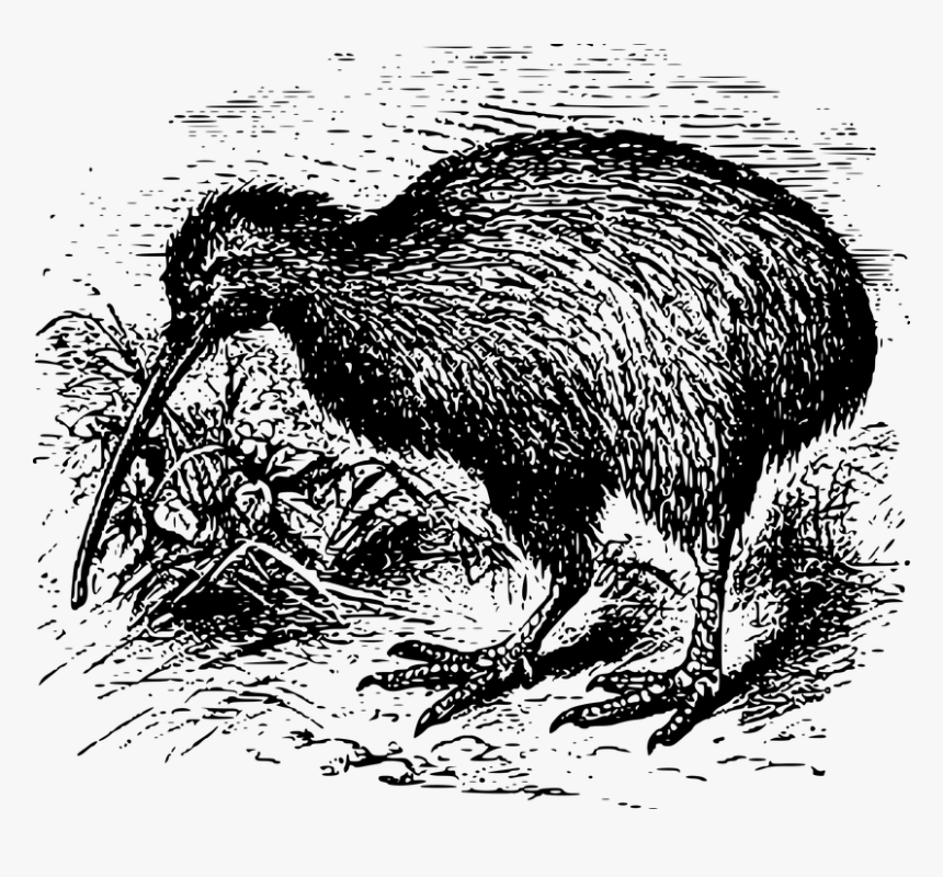 Kiwi Bird Pixabay, HD Png Download, Free Download