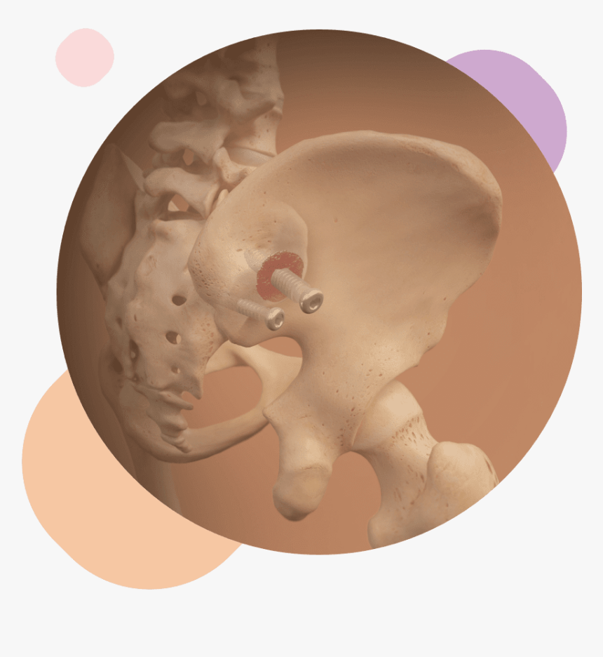 Indian Elephant, HD Png Download, Free Download