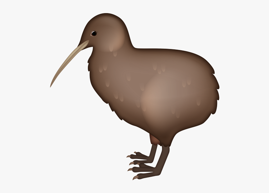 Kiwi, HD Png Download, Free Download