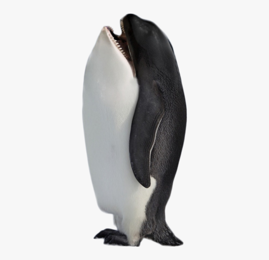 Hybrid Penguin Killer Whale Png Image - Best Animal Photoshop, Transparent Png, Free Download
