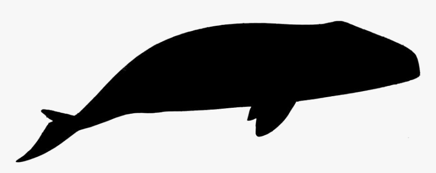 Whale Png Hd Images, Stickers, Vectors - Whale, Transparent Png, Free Download