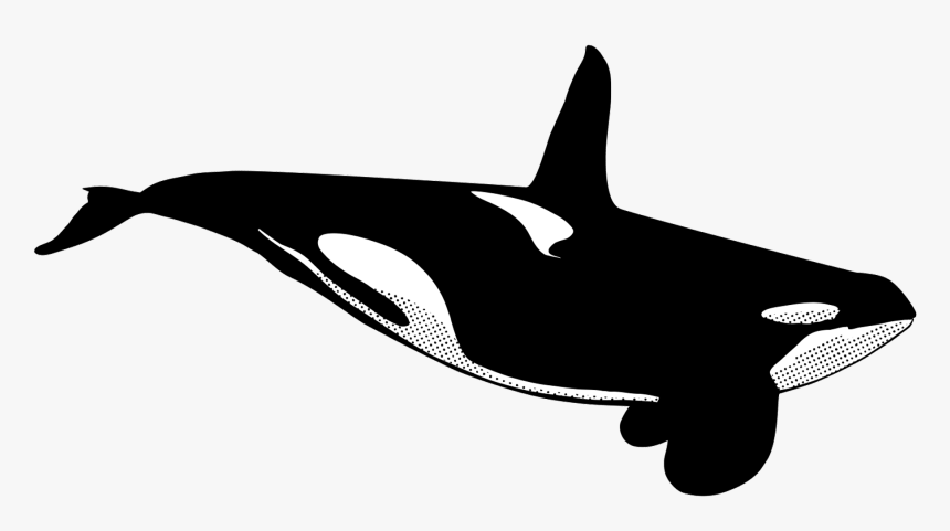 Male Killer Whale Drawing, HD Png Download, Free Download