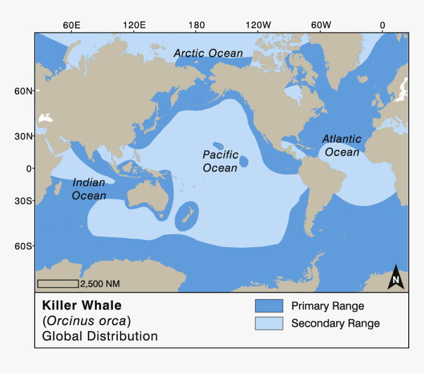 Blue Whale Global Distribution, HD Png Download, Free Download
