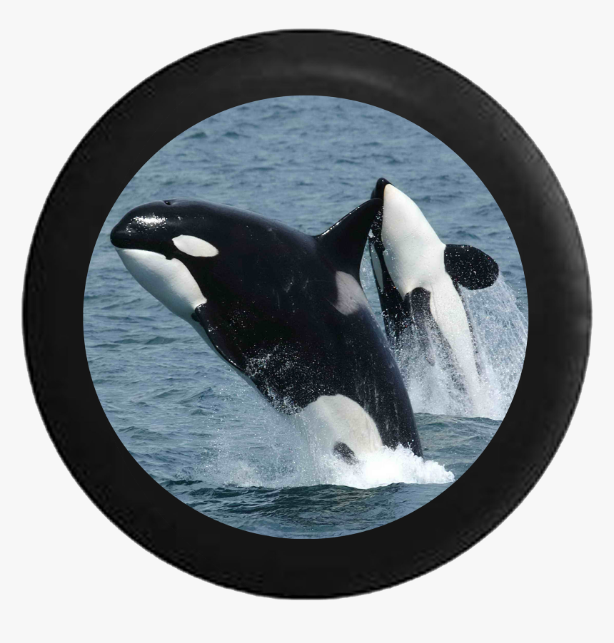 Killer Whale Orca Swimming Jumping Free Rv Camper Spare - Shark And Whale Difference, HD Png Download, Free Download