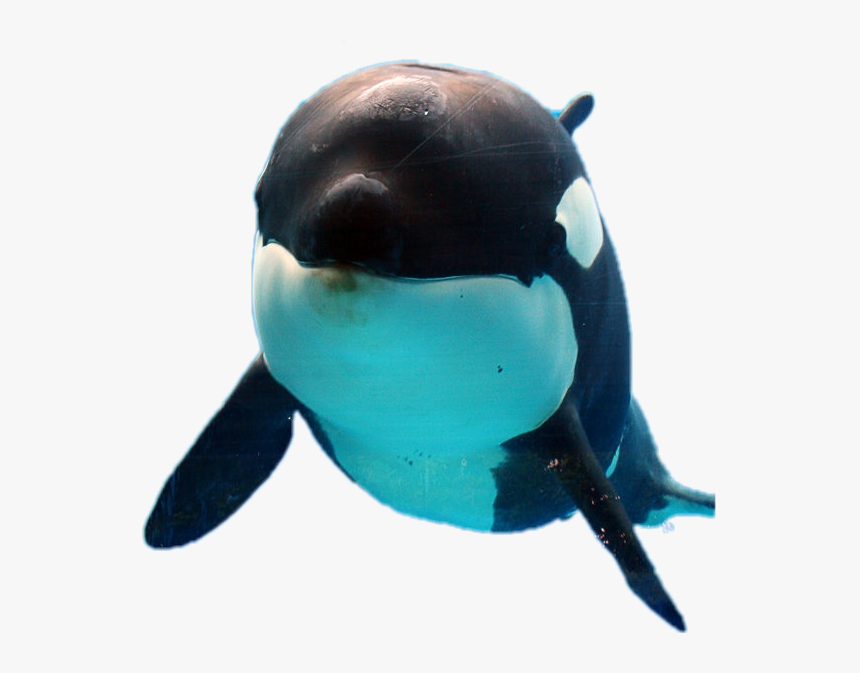 #orca #whale #orque - Killer Whale Png, Transparent Png, Free Download