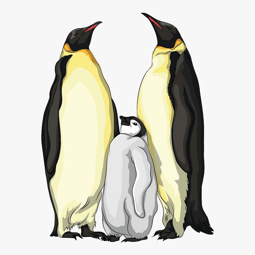 Emperor Penguin, HD Png Download, Free Download
