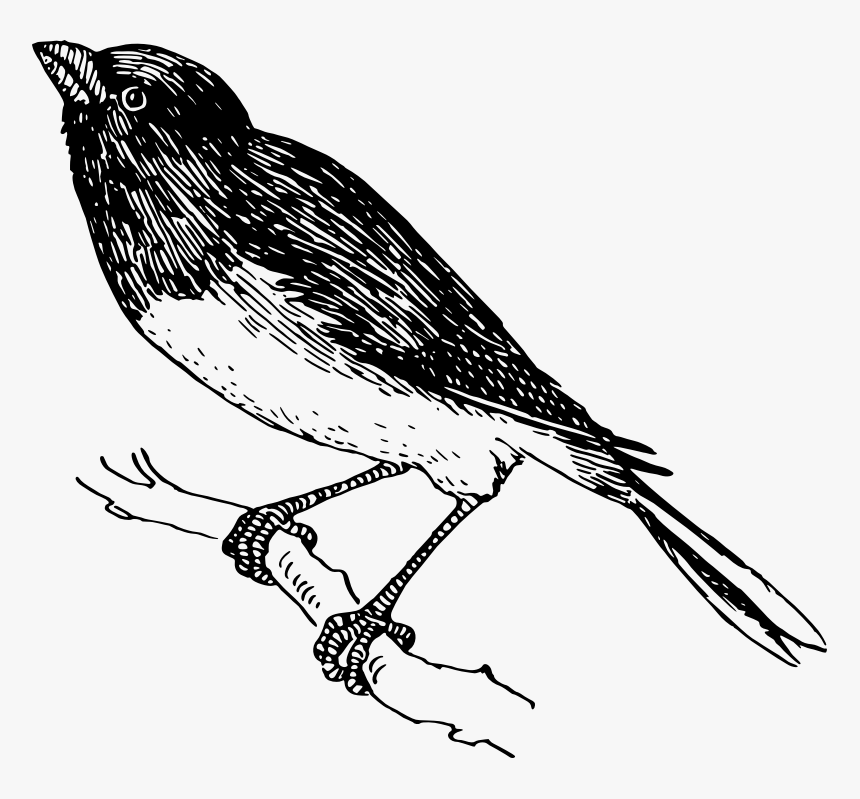 Snowbird - Finch, HD Png Download, Free Download